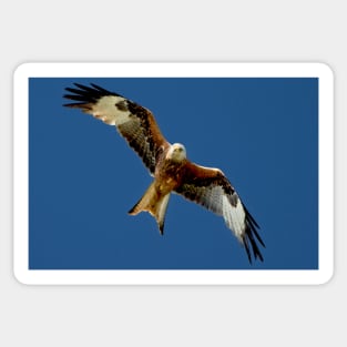 Red Kite in Flight Sticker